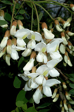 Robinia pseudoacacia flowers